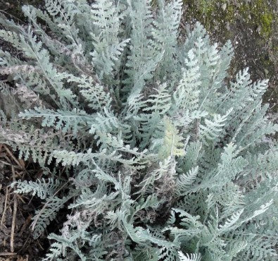 Achillea Clypeolata v.9