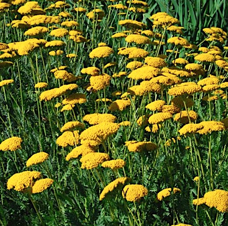 Achillea Filipendulina Perkers Var. v.9