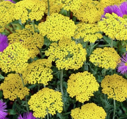 Achillea Filipendulina Coronation Gold v.9