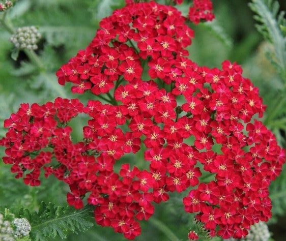 Achillea Filipendulina Red Velvet  v.9