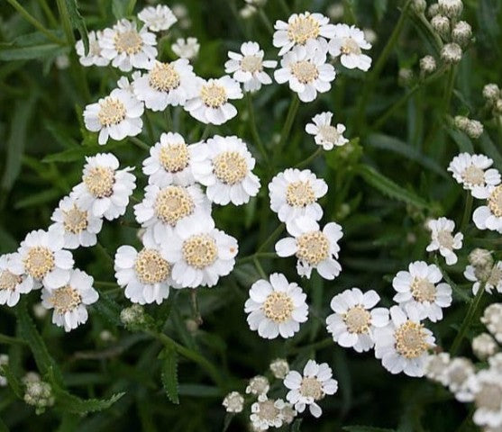Achillea Ptarmica  v.9