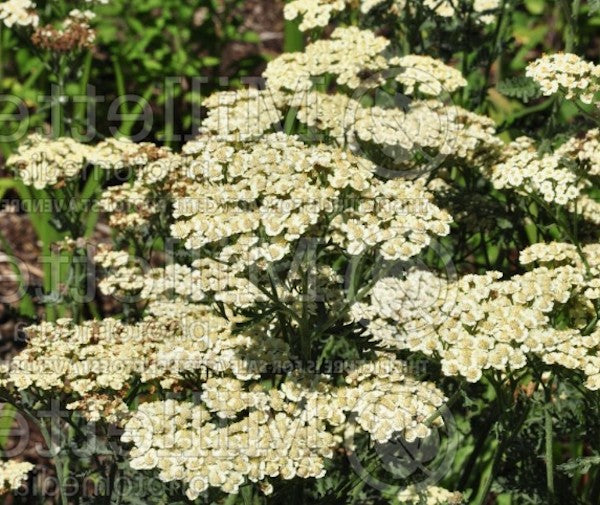 Achillea Taygetea  v.9