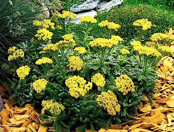 Achillea Tomentosa aurea  v.9
