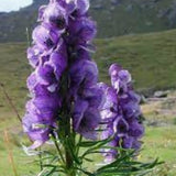 Aconitum Napellus
