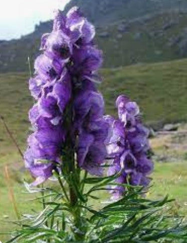 Aconitum Napellus