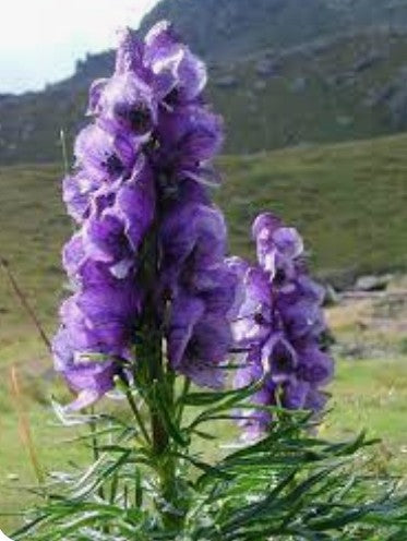 Aconitum Napellus