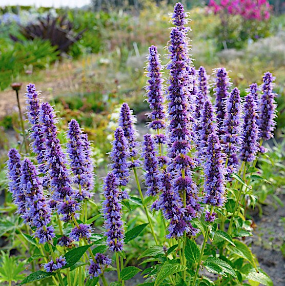 Agastache 'Blue Fortune' ® vaso 9 cm