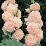 Alcea Rosea plena Charter's Double Rose v.9