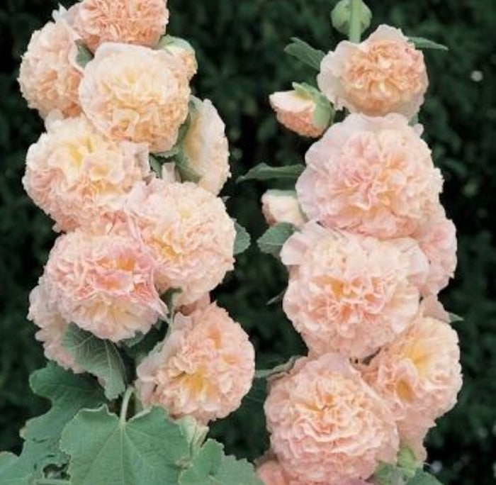 Alcea Rosea plena Charter's Double Rose v.9