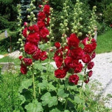 Alcea Rosea plena Charters Double red  v.9