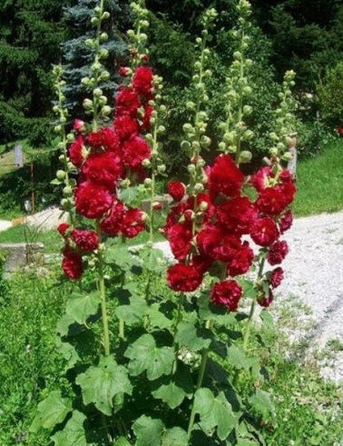 Alcea Rosea plena Charters Double red  v.9