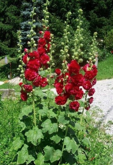 Alcea Rosea plena Charters Double red  v.9