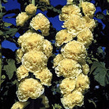 Alcea Rosea  Charters yellow  v.9