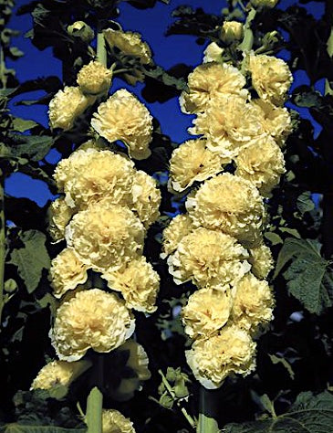 Alcea Rosea  Charters yellow  v.9