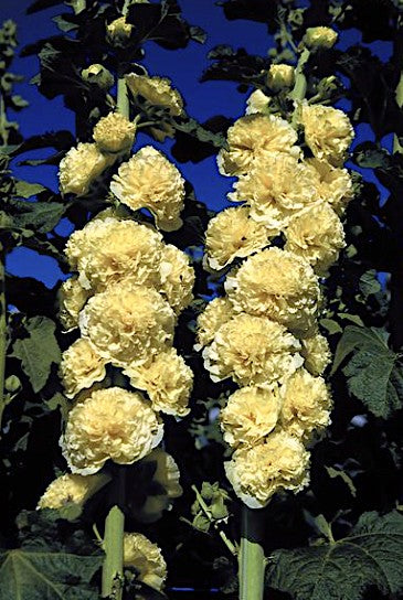 Alcea Rosea  Charters yellow  v.9
