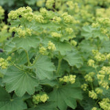Alchemilla Epipsila vaso 9