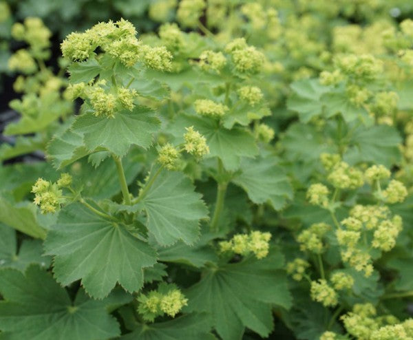 Alchemilla Epipsila vaso 9