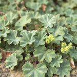 Alchemilla Erythropoda vaso 9