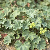Alchemilla Erythropoda vaso 9