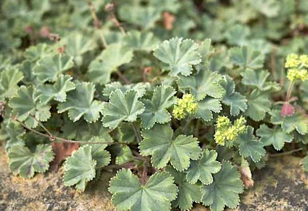 Alchemilla Erythropoda vaso 9