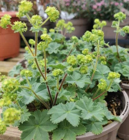 Alchemilla Erythropoda vaso 9
