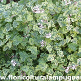 Pelargonium Fragrans Variegato( profumo resina) vaso 10