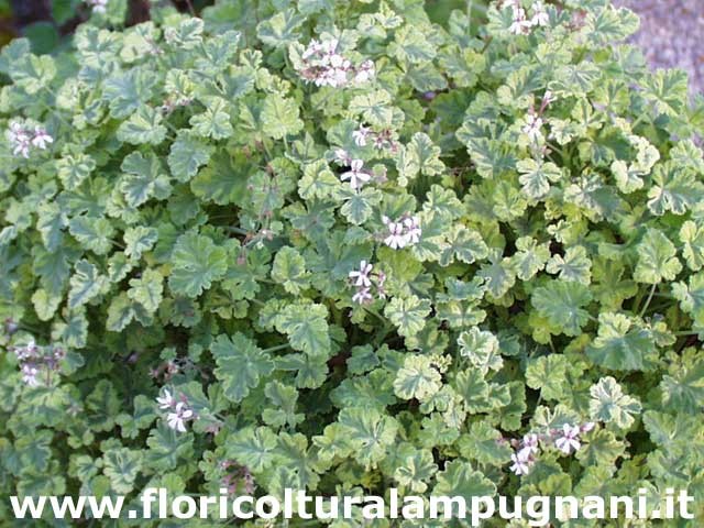 Pelargonium Fragrans Variegato( profumo resina) vaso 10