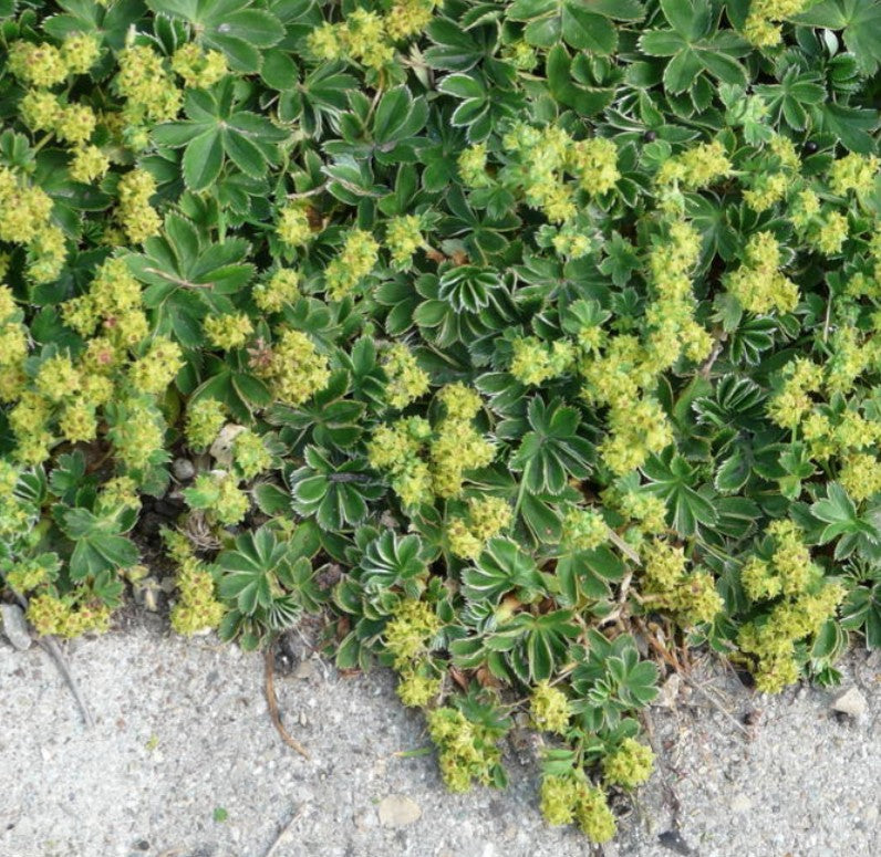 Alchemilla Faeroensis v. pumila vaso 9