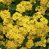 Alyssum montanum Berggold v. 9