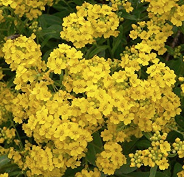 Alyssum montanum Berggold v. 9