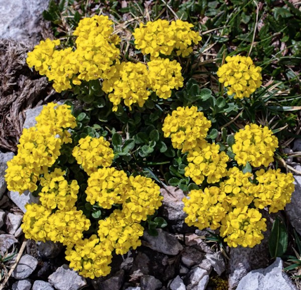 Alyssum montanum Luna v. 9