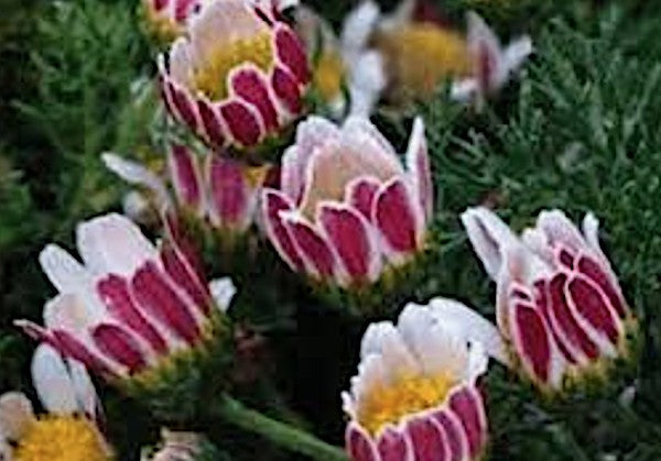 Anacyclus Depressus v.9