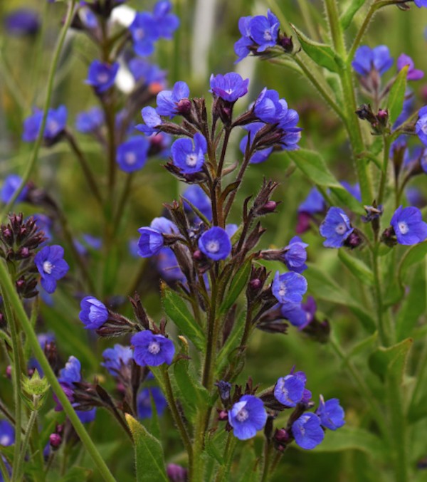 Anchusa Azurea v. 9