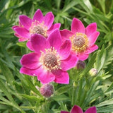 Anemone Multifida Rubra v.9
