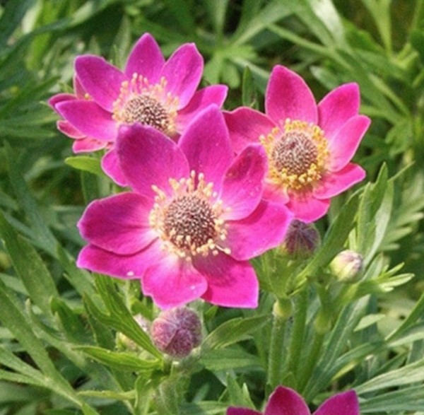 Anemone Multifida Rubra v.9