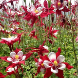 Aquilegia Caerulea Red Hobbit v. 9