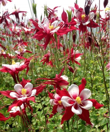 Aquilegia Caerulea Red Hobbit v. 9