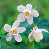 Aquilegia nana flabellata Alba  v. 9