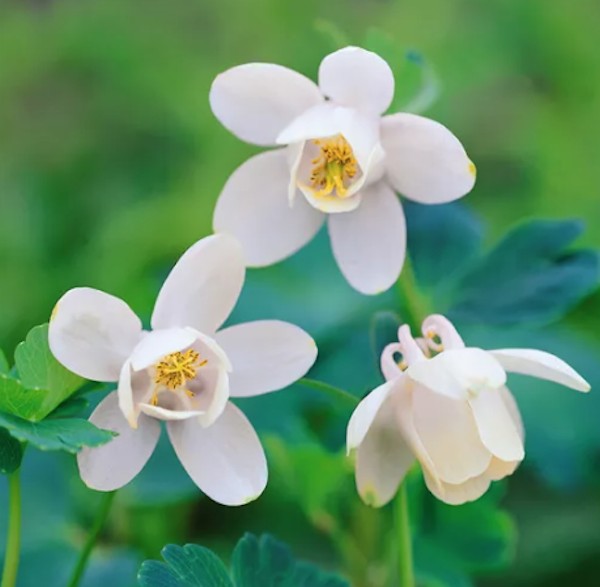 Aquilegia nana flabellata Alba  v. 9