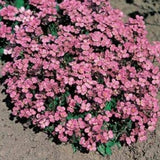 Arabis caucasica Compinkie v.9