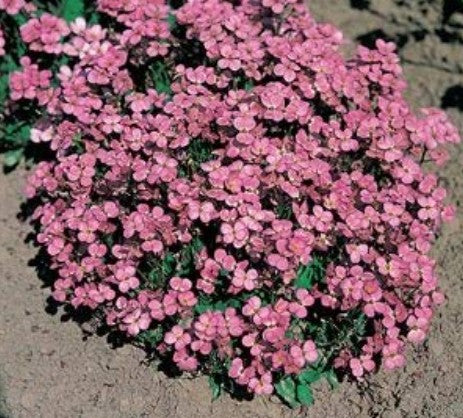 Arabis caucasica Compinkie v.9