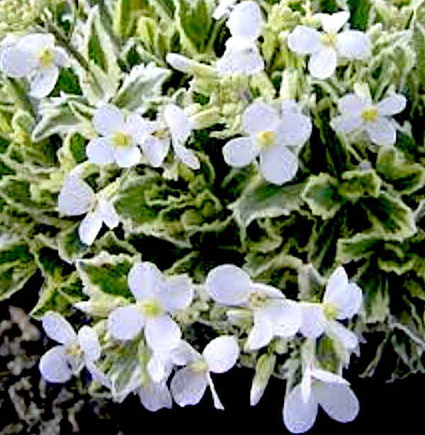 Arabis caucasica variegata v.9
