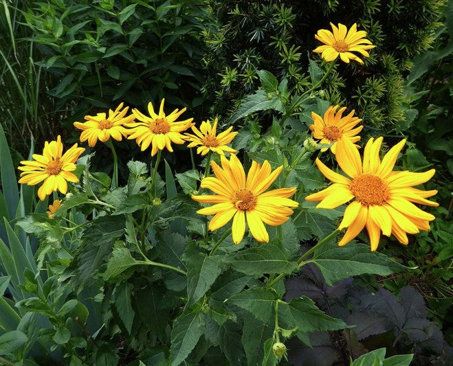 Arnica Montana v. 9