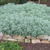 Artemisia Powis Castle vaso 9