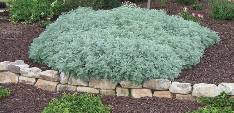 Artemisia Powis Castle vaso 9