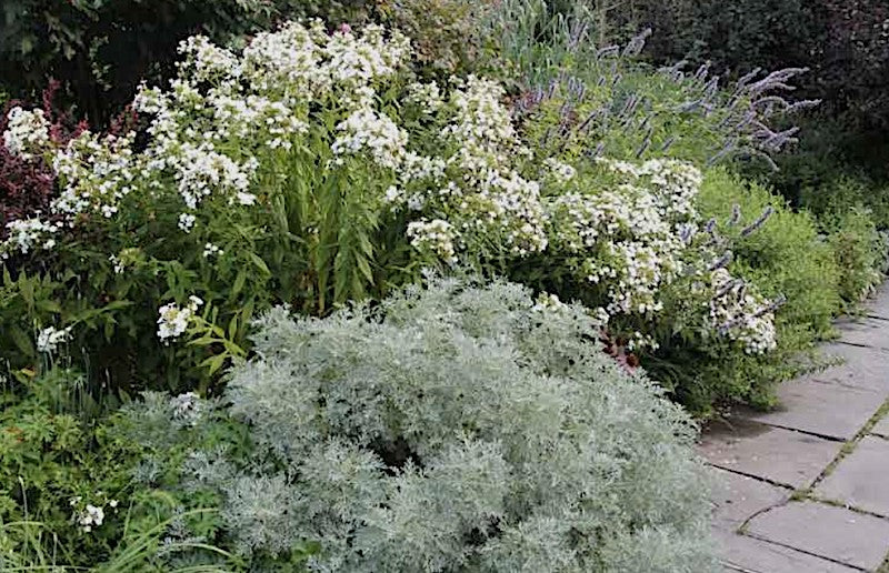 Artemisia Powis Castle vaso 9