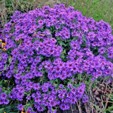 Aster Novae Angliae purple dome v. 9
