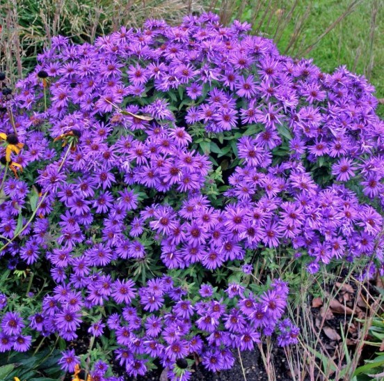Aster Novae Angliae purple dome v. 9