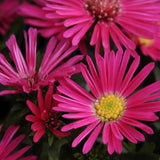 Aster Novi Belgii rosso porpora vaso 9 cm.