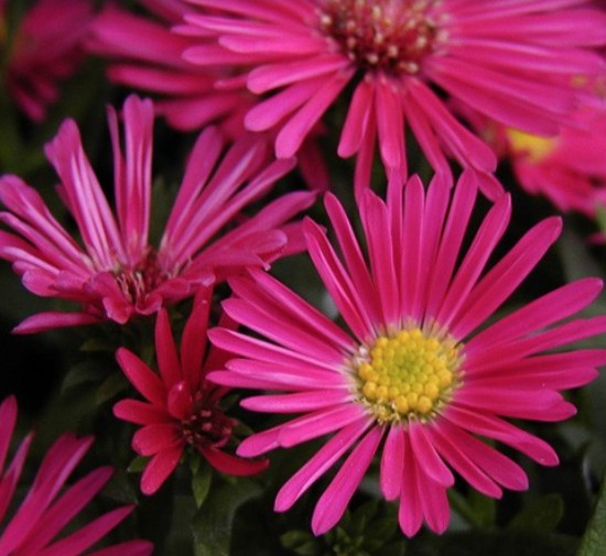 Aster Novi Belgii rosso porpora vaso 9 cm.
